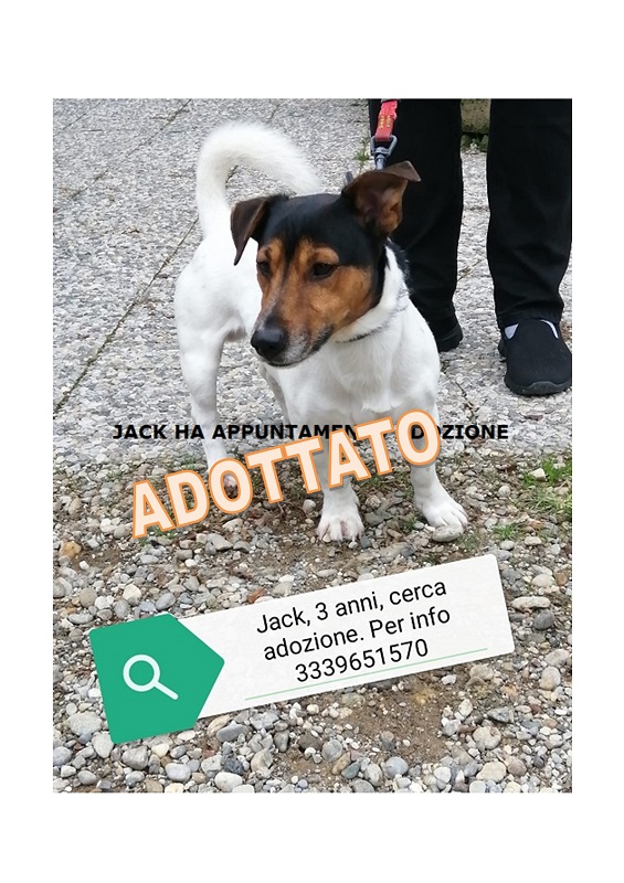 JACK ADOTTATO