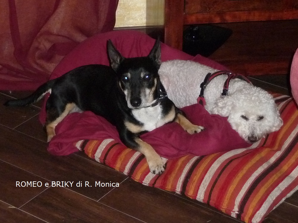 ROMEO e BRIKY di R. Monica