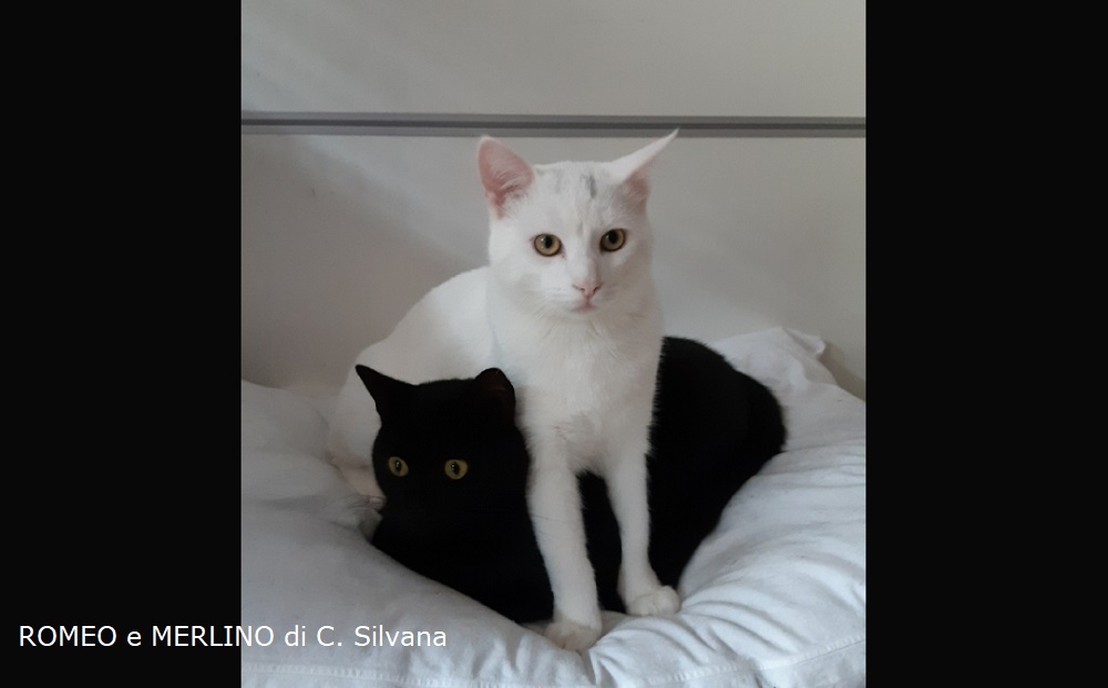 ROMEO e MERLINO di C. Silvana