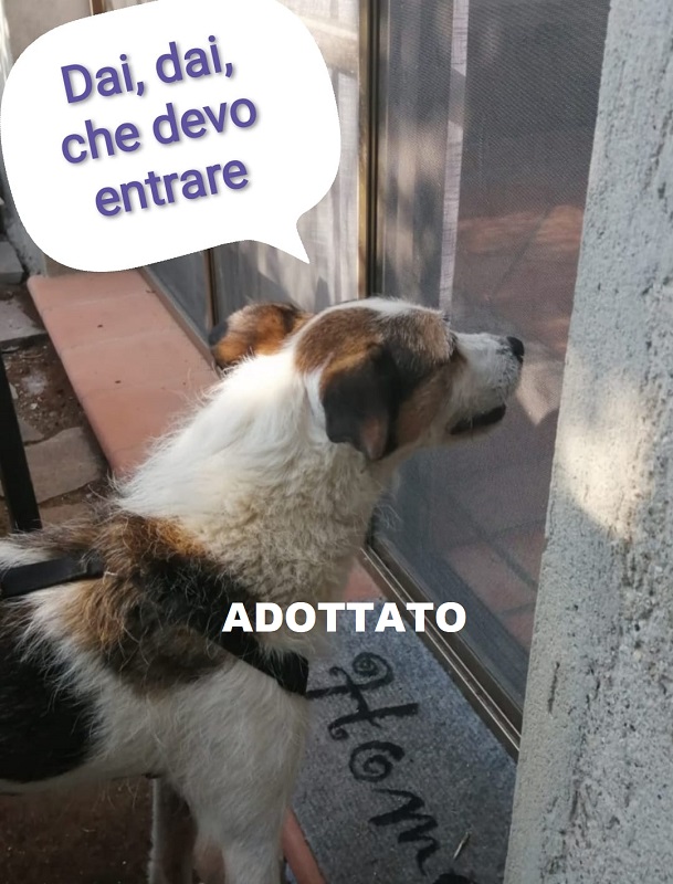 adottato 7102022